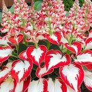 Hosta 150 Seeds Rare White Leaves with Thick Red Easy to Grow Garden, Planting, Herliom, summer, pla