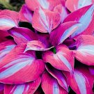 Hosta Purple Flower 100 Seeds Garden Perennials Ornamental Lily Shade Hosta Easy to Grow Garden, Pla
