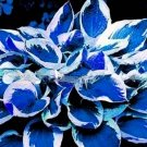 Hosta 150 Seeds Blue Bonsai Perennials Lily Flower Shade  Flower Grass Easy to Grow Garden, Planting