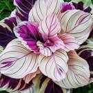 Purple Beauty Calathea 25 Seeds for Garden Planting USA Easy to Grow Garden, Planting, Herliom, summ