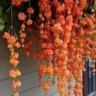 Orange Weeping Begonia Flowers 25 Seeds Beautiful Hanging USA Easy to Grow Garden, Planting, Herliom