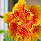 Orange Yellow Hibiscus 20 Seeds Flowers Garden, Planting, Herliom, summer, plant, flower