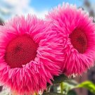 Rare Pink 50 Seeds Enchanting Giant Teddy Bear Sunflower Seeds gardening, Planting, Herliom, summer,