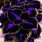 Black Purple Coleus Flowers 10 Seeds Easy to Grow Garden, Planting, Herliom, summer, plant, flower