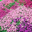 1000 Seeds Rock Cress Royal Hummingbird Spring Mix Ground Cover Deer Resistant Garden, Planting, Her