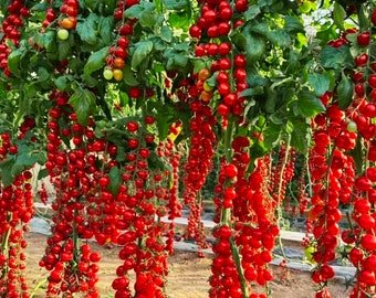 Waterfall Tomatoes 100 Seeds Sweet High Yield Heirloom Organic USA Easy to Grow Garden, Planting, He