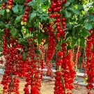 Waterfall Tomatoes 100 Seeds Sweet High Yield Heirloom Organic USA Easy to Grow Garden, Planting, He