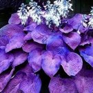 Hosta 200 Seeds Hosta Seeds Purple Round Leaves Easy to Grow Garden, Planting, Herliom, summer, plan