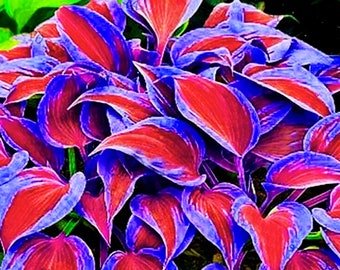 Hosta 100 Seeds Deep Red and Blue-Green Foliage Mix Easy to Grow Garden, Planting, Herliom, summer, 