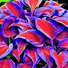 Hosta 100 Seeds Deep Red and Blue-Green Foliage Mix Easy to Grow Garden, Planting, Herliom, summer, 