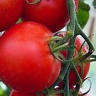 25 Seeds Fastest Tomato in the World to Ripen in 42 Days gardening, Planting, Herliom, summer, plant