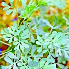 Rue 300 Seeds Insect Pest Repellent Spring Heirloom Herbs Garden, Planting, Herliom, summer, plant, 