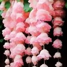 Light Pink Weeping Begonia Flowers 30 Seeds Beautiful Hanging  USA Easy to Grow Garden, Planting, He
