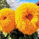 Yellow 50 Seeds Enchanting Giant Teddy Bear Sunflower Seeds gardening, Planting, Herliom, summer, pl