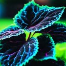 20 Coleus seeds Rare color Blue Black Green flower plant lawn Color Flower Easy to Grow Garden, Plan