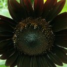 30 Seeds Black Sunflower organic non-gmo flower garden seeds Ornamental Rare Easy to Grow Garden, Pl