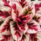25 Burning Crimson Calathea Seeds for Garden Planting - USA Easy to Grow Garden, Planting, Herliom, 