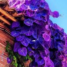 Purple Velvet Plant Flowers Gynura aurantiaca 25 Seeds Easy to Grow Garden, Planting, Herliom, summe