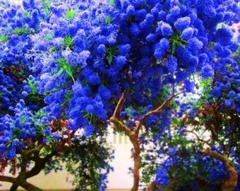 California Lilac 25 Seeds Tree Fragrant Hardy Perennial Flower Easy to Grow Garden, Planting, Herlio