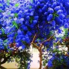 California Lilac 25 Seeds Tree Fragrant Hardy Perennial Flower Easy to Grow Garden, Planting, Herlio