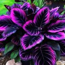 25 Seeds Purple Tip Calathea Couture Flower Indoor or Outdoor Beautiful Plant Easy to Grow Garden, P