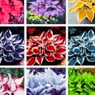 Hosta 150 Seeds Hosta Bonsai Perennials Lily Flower Shade Mix Flower Grass Easy to Grow Garden, Plan