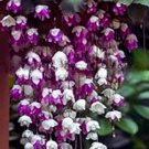 Purple White Weeping Begonia Flowers 25 Seeds Beautiful Hanging USA Easy to Grow Garden, Planting, H