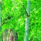50 Giant Moso Bamboo Seeds Perennial evergreen Grows Edible Bamboo shoots gardening, Planting, Herli