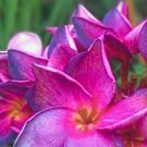 Bright Purple Pink Plumeria 5 Seeds Garden, Planting, Herliom, summer, plant, flower