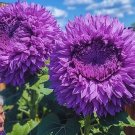 Purple 50 Seeds Enchanting Giant Teddy Bear Sunflower Seeds gardening, Planting, Herliom, summer, pl