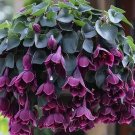 Purple Bell Vine Flowers 25 Seeds Rhodochiton atrosanguineus USA Easy to Grow Garden, Planting, Herl