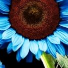 25 Blue Sunflower Seeds gardening, Planting, Herliom, summer, plant, flower