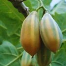 25 Seeds Oak Leaved Papaya Seeds FAST SHIPPING for Garden Planting USA Easy to Grow Garden, Planting