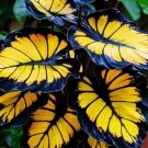 Sunburst Calathea 25 Seeds for Garden Planting USA Easy to Grow Garden, Planting, Herliom, summer, p