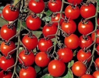 100 Seeds Cherry Tomato Super Sweet Large Seeds Heirloom gardening, Planting, Herliom, summer, plant