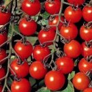 100 Seeds Cherry Tomato Super Sweet Large Seeds Heirloom gardening, Planting, Herliom, summer, plant