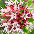 Showy Milkweed Seeds Asclepias Butterfly Weed Easy Grow, Garden, Planting, Herliom, summer, plant, f