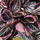 25 Seeds Edgy Pink Calathea Couture Flower Indoor or Outdoor Beautiful Plant Easy to Grow Garden, Pl