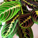 Prayer Calathea 25 Seeds for Garden Planting USA Easy to Grow Garden, Planting, Herliom, summer, pla