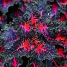 Coleus Black Dragon Lulu Flowers 25 Seeds Easy to Grow Garden, Planting, Herliom, summer, plant, flo