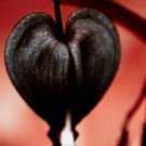 Black Bleeding Heart Flowers Perennial Flower 25 Seeds Garden, Planting, Herliom, summer, plant, flo