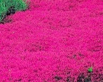 Red Creeping Thyme 20000 Seeds Ground Cover Plant Non GMO Heirloom Growth USA Easy to Grow Garden, P