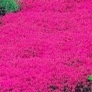 Red Creeping Thyme 20000 Seeds Ground Cover Plant Non GMO Heirloom Growth USA Easy to Grow Garden, P