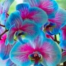 Teal Blue Orchids Beautiful 50 Seeds & Easy to Grow Garden, Planting, Herliom, summer, plant, flower