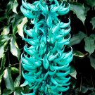 Jade Vine house plant garden flowers 15 Seeds USA Easy to Grow Garden, Planting, Herliom, summer, pl