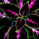 Black Pink King Kong Coleus Flowers 25 Seeds Easy to Grow Garden, Planting, Herliom, summer, plant, 
