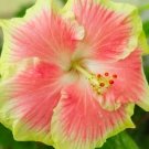 Pink & Yellow Hibiscus Flowers 10 Seeds Huge Blooms Planting Garden Garden, Planting, Herliom, summe