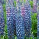 Lupine WILD PERENNIAL Hummingbird Bee Favorite Heirloom Pure Non-GMO 50 Seeds gardening, Planting, H