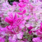 Clary Sage Pink Sundae Salvia Birds Butterflies Pollinators Non-GMO 200 Seeds gardening, Planting, H