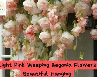 30 Light Pink Weeping Begonia Seeds &acirc;�� Hanging Basket Flower &acirc;�� Trailing Shade Plant &acirc;�� Cascading